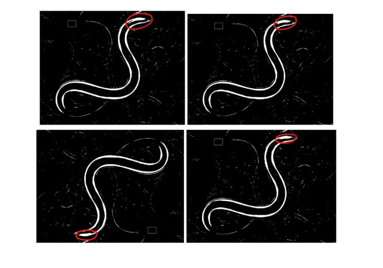 Degradation of alpha-synuclein protein (in white) through electric field exposure visualized through ImageJ software